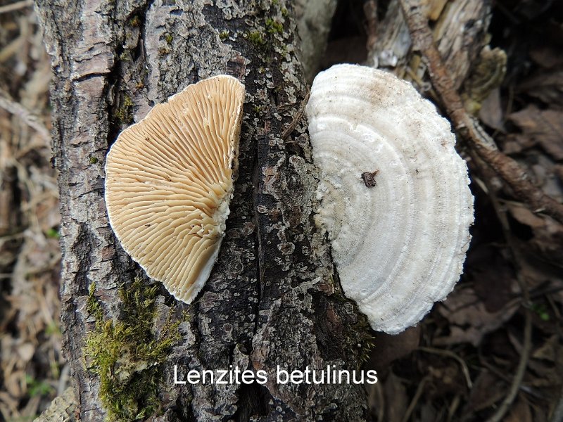 Lenzites betulinus-amf1153-1.jpg - Lenzites betulinus ; Syn: Trametes betulina ; Non français: Lenzite du bouleau